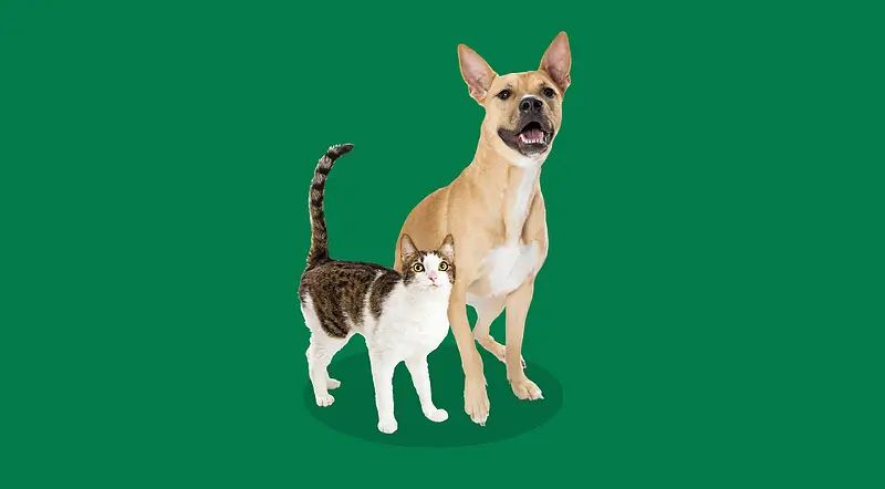 Cat&Dog (1)