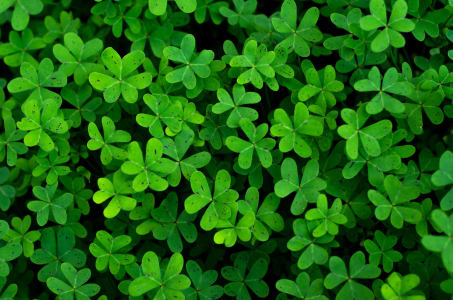 Clovers_2_gsaw7v