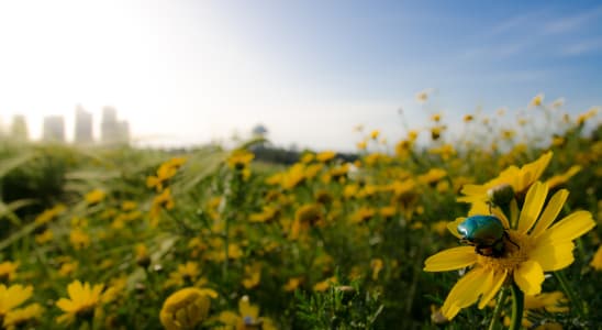 Napoleon_hill_1_qvuonp