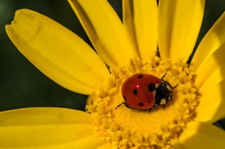 Napoleon_hill_2_hbmicz