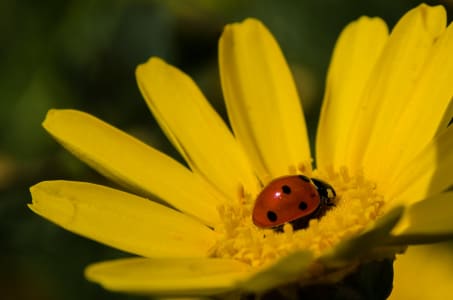 Napoleon_hill_3_wrf91z