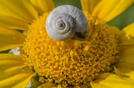 Napoleon_hill_4_vrvs0m