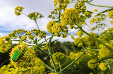 Napoleon_hill_10_rmtsfx