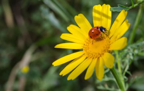 Napoleon_hill_7_nxjubr