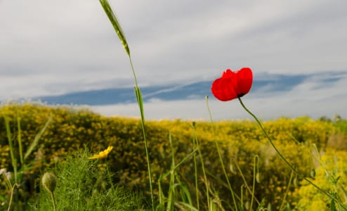 Napoleon_hill_9_v36knl