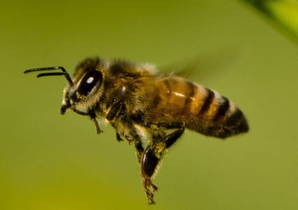 Napoleon_hill_kbdlyw