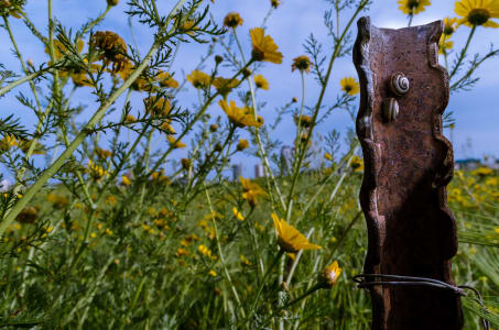 Napoleon_hill_8_ij6trb