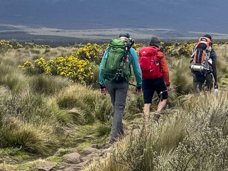 Drei Trekker steigen auf dem Northern Circuit am Kilimandscharo durch Moorlandschaft mit gelbblühenden Sträuchern auf.