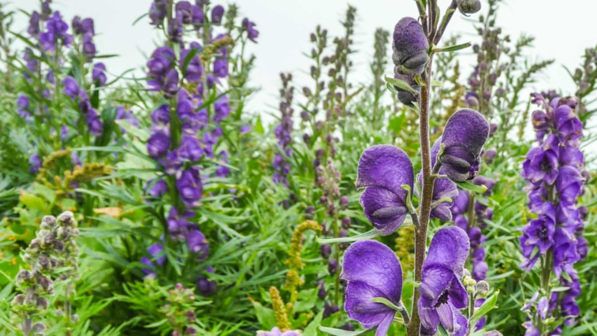 Bergwanderung Alpen Flora: Nahaufnahme dichter Aconitum-Wiese mit violett-blauen Eisenhut-Blüten, üppigem Grün