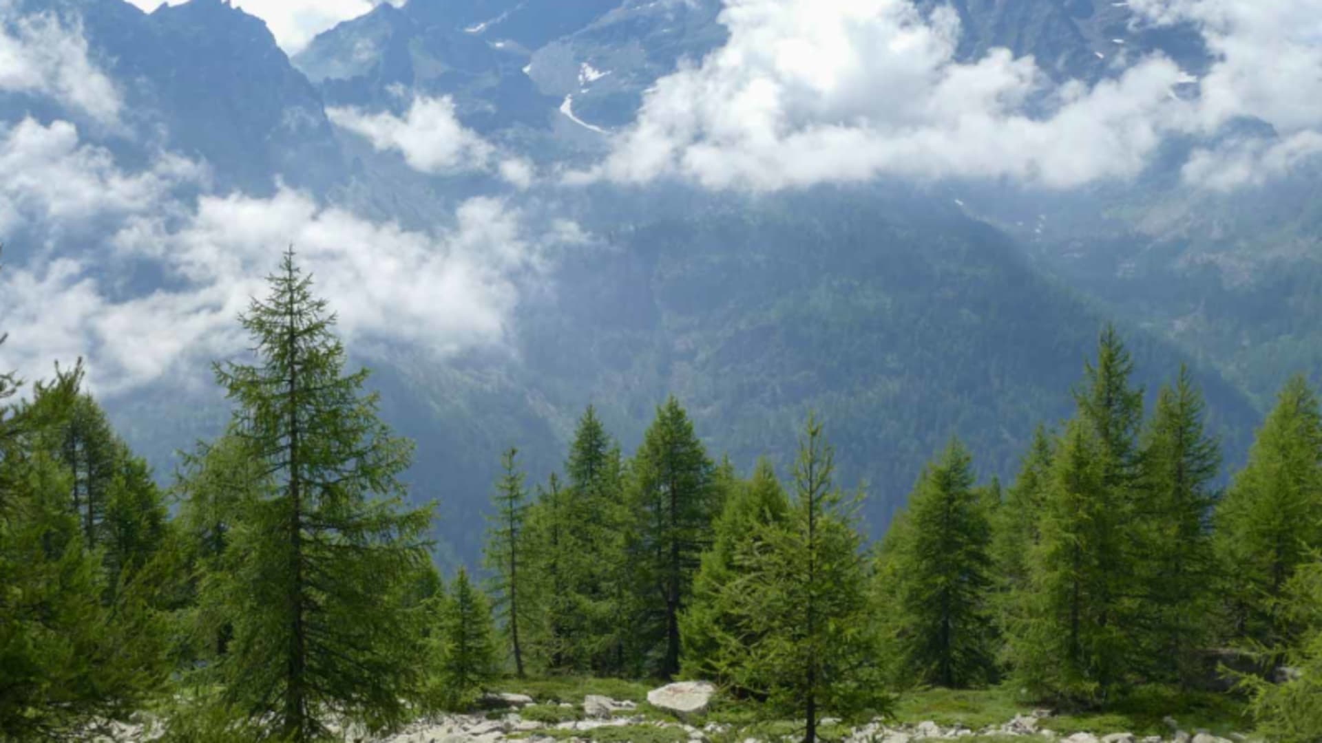 Bergwanderung im Gran-Paradiso-Nationalpark: Lärchenwald und felsige Bergkämme mit Schneeresten im Hintergrund.