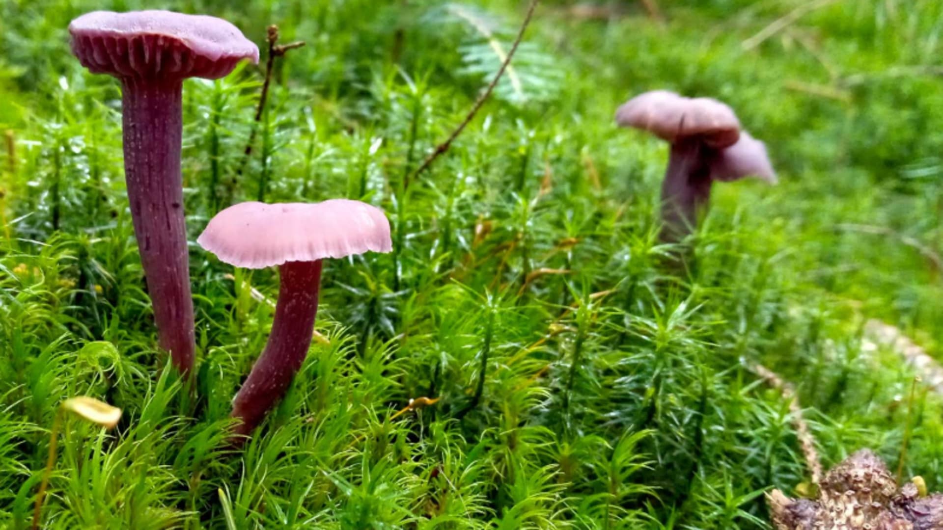Bergwanderung im Bayerischen Wald: rosa-violette Pilze mit schlanken Stielen wachsen in dichtem grünem Moospolster neben Totholz.