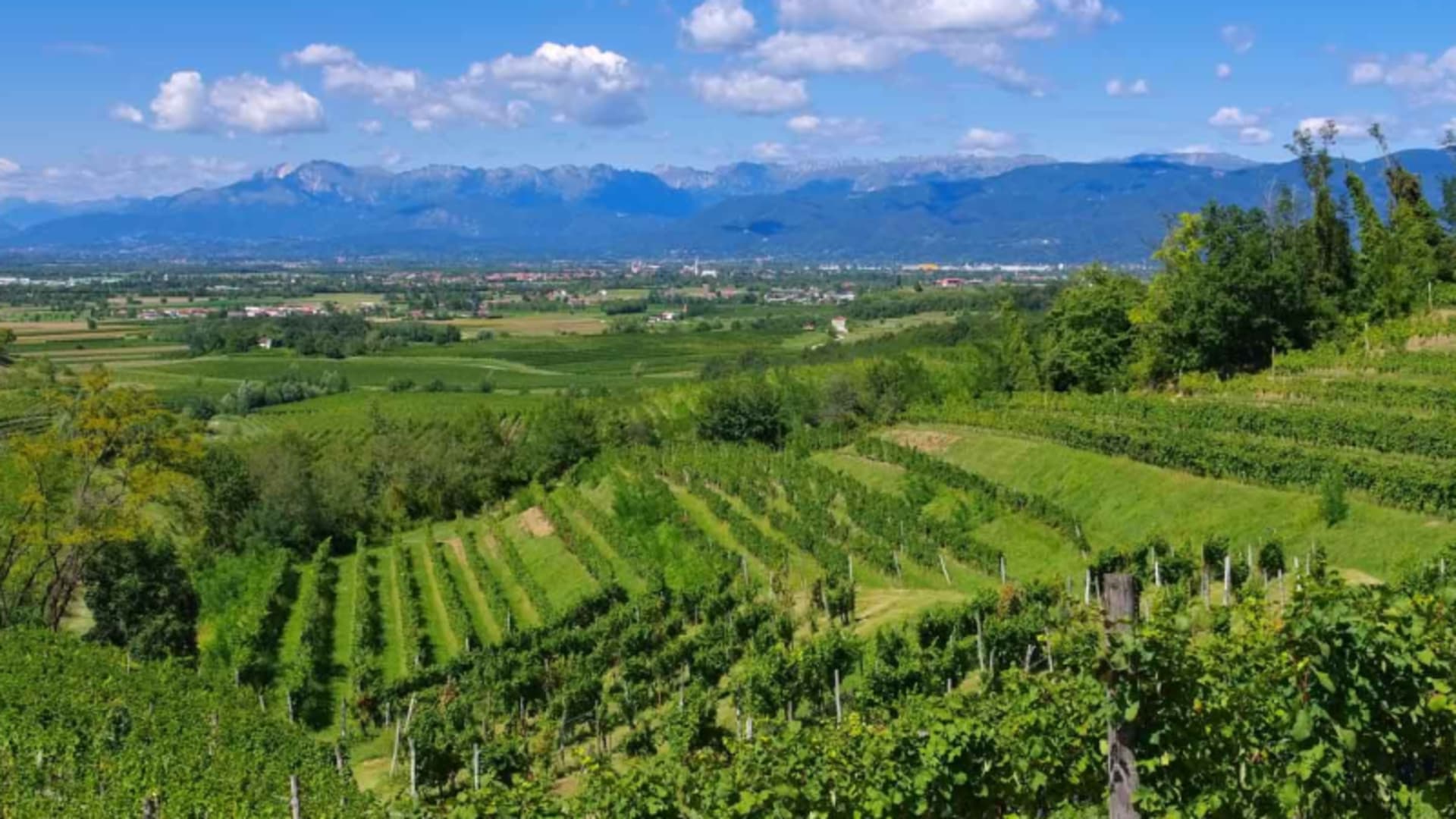 Bergwanderung in Venetien: Blick über terrassierte Weinberghänge mit grünen Rebzeilen und Bergkette im Hintergrund.