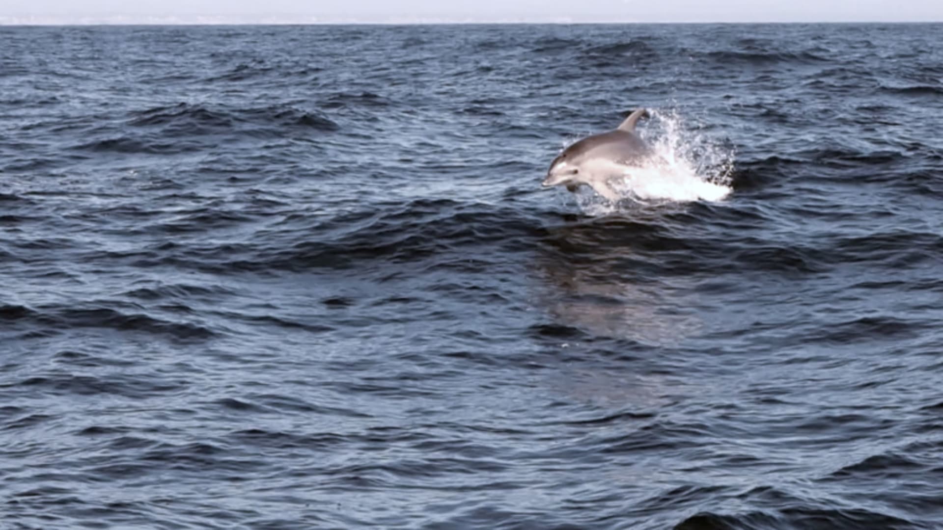 Ein Delfin springt aus dem blaugrauen Meerwasser vor der sardischen Küste – Begleiter beim Klettern auf Sardinien