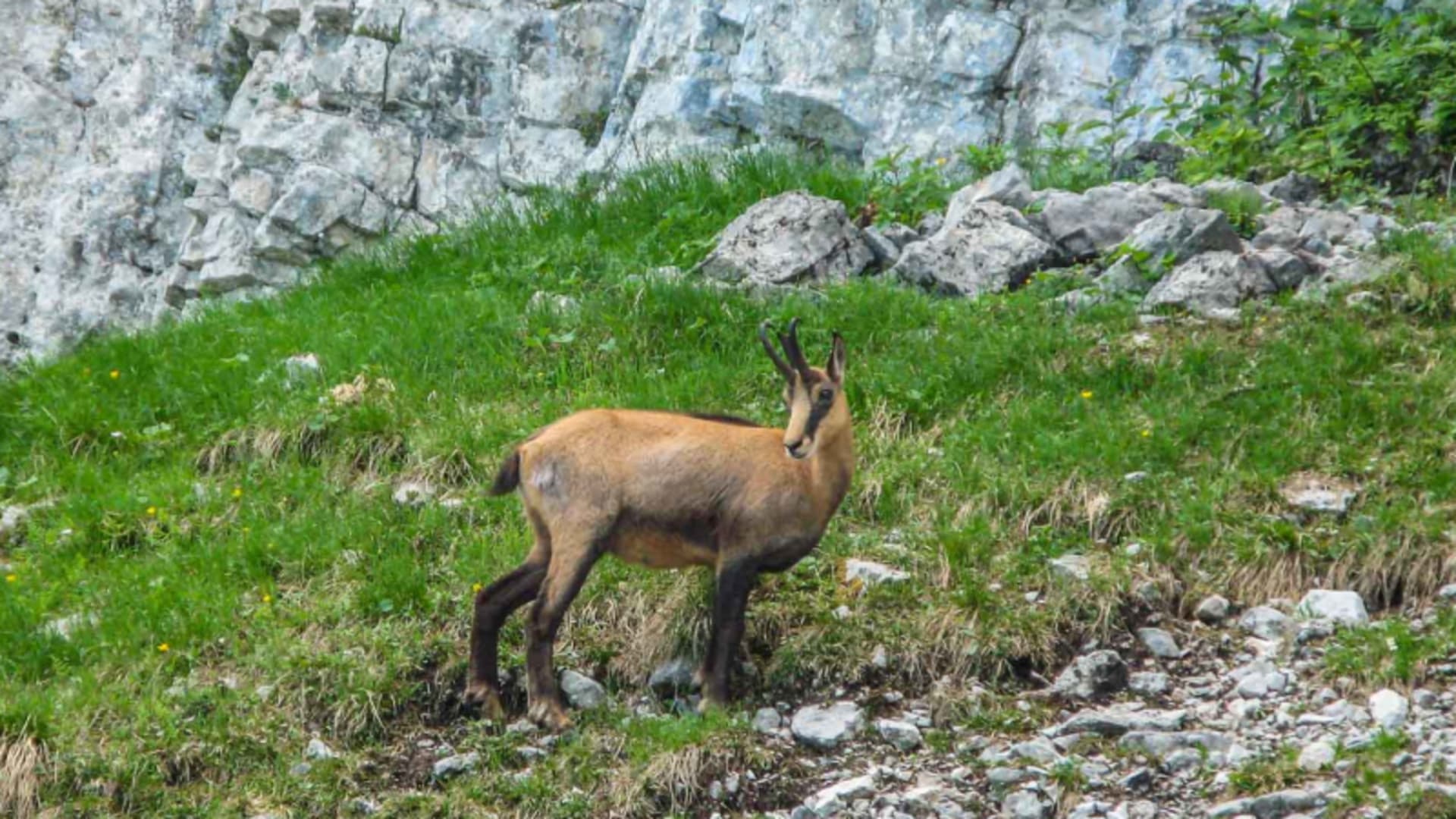 Gämse steht auf begrüntem Hang vor der Kalkfelsenwand des Staufen im Gebiet des Pidinger Klettersteigs.