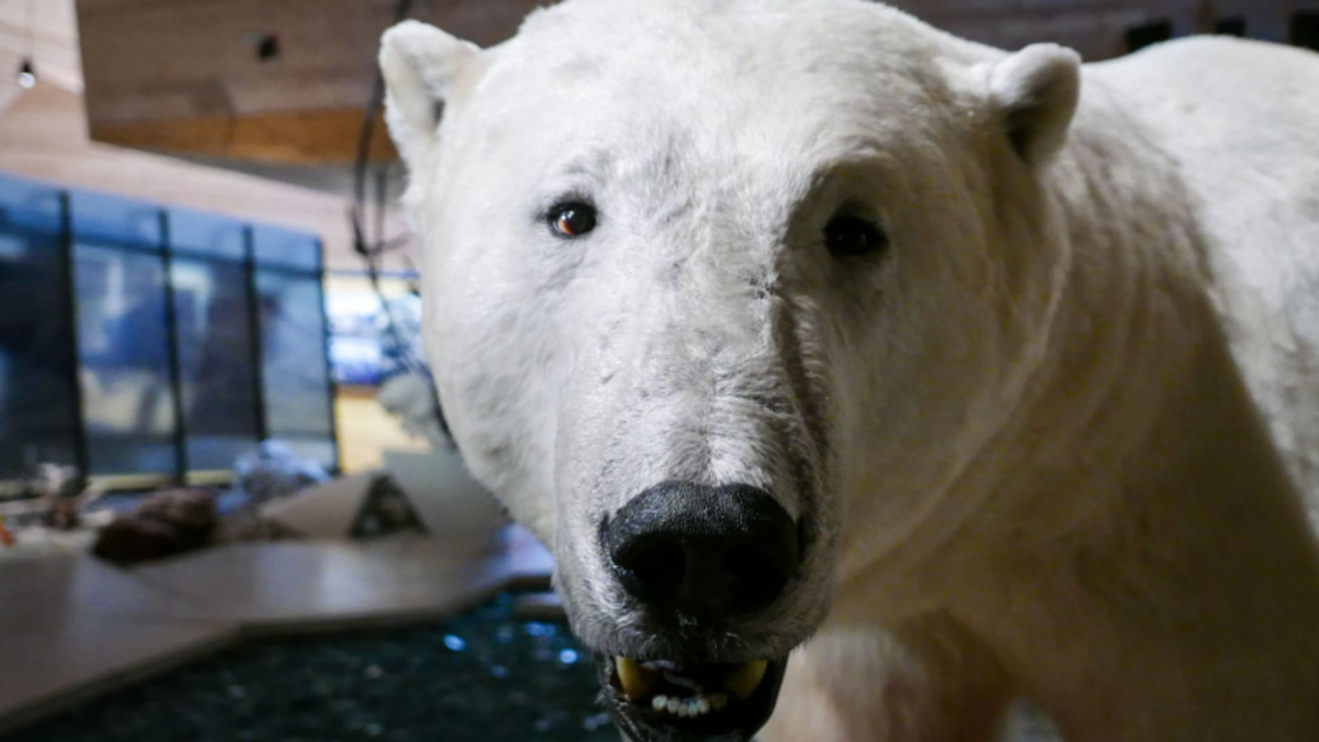 Eisbär-Exponat im Arctic Museum Longyearbyen, Spitzbergen – kultureller Stopp auf einer Skitour durch die Arktis.
