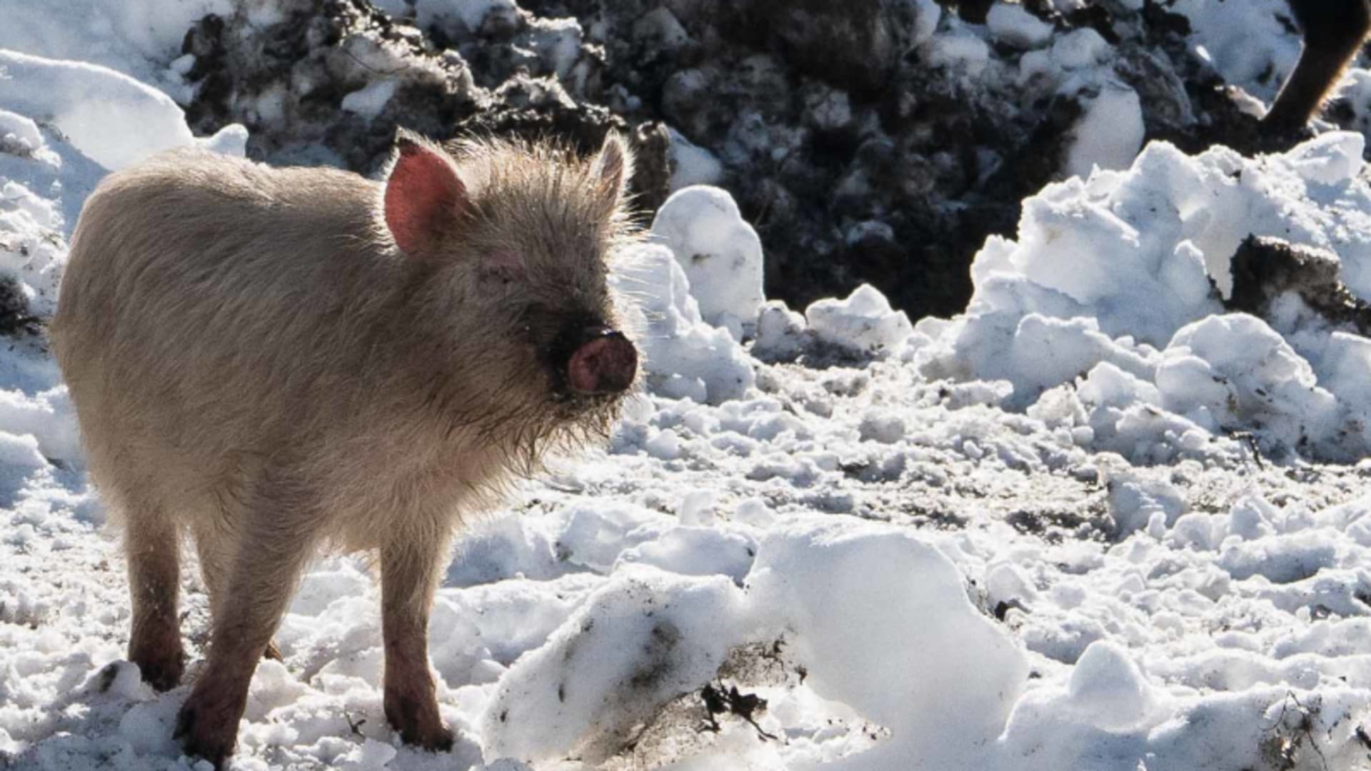 Ferkel auf schneebedecktem Boden in Swanetien – Begegnung am Wegesrand einer Skitour in Georgien.