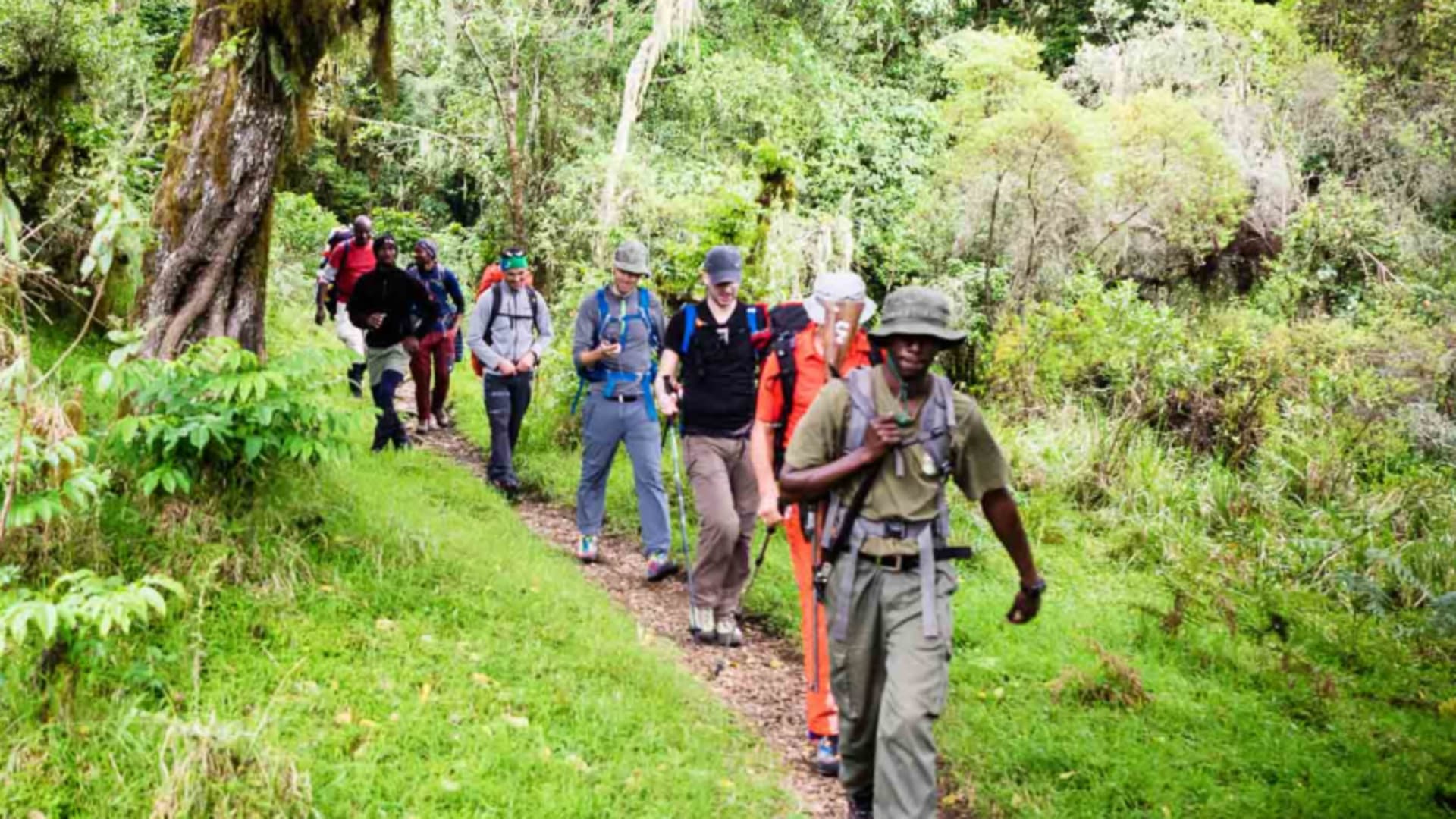 Trekkergruppe folgt einem bewaffneten Guide auf schmalem Pfad durch dichten, moosbedeckten Bergwald am Kilimandscharo.