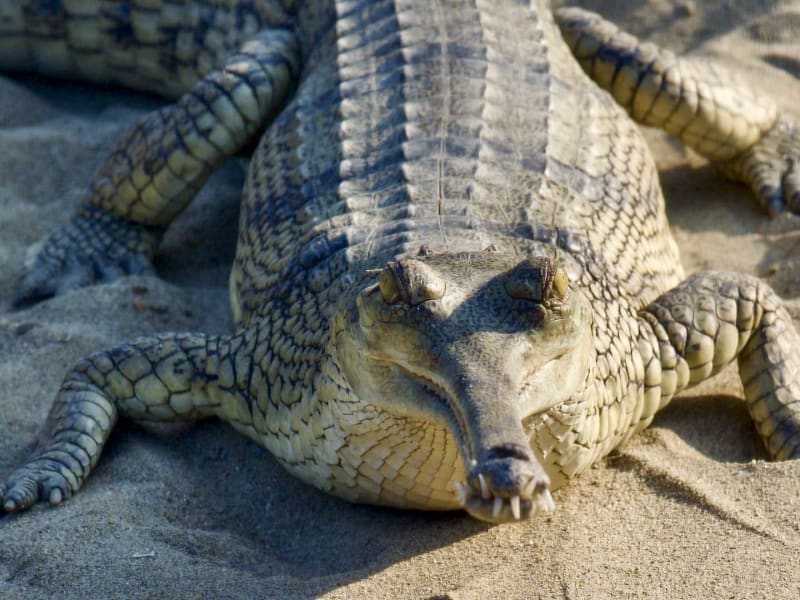 Trekking in Chitwan, Südnepal: Ganges-Gavial liegt auf sandigem Untergrund, Klauen und Zähne deutlich sichtbar.
