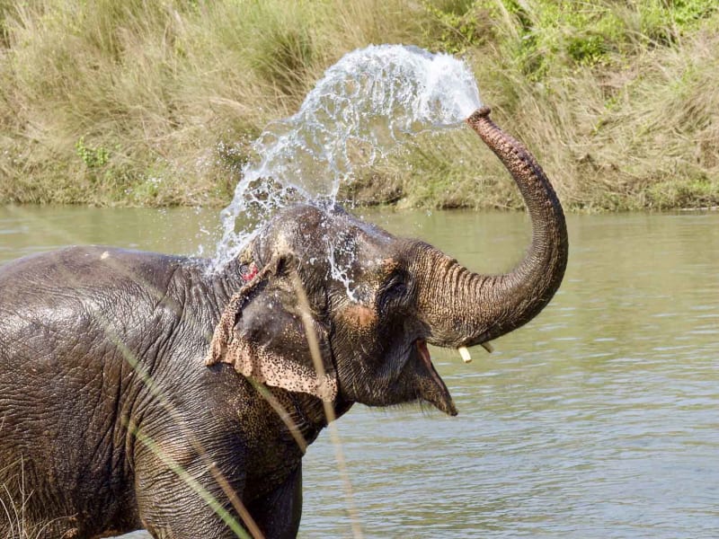 Trekking in Chitwan, Südnepal: Indischer Waldelefant spritzt Wasser mit dem Rüssel am Flussufer.