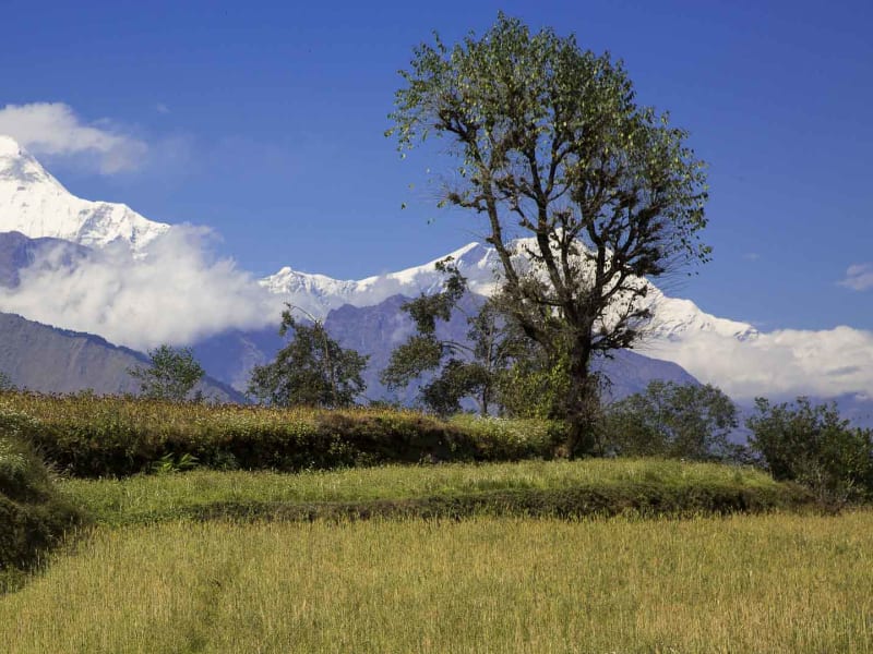 Trekking Annapurna Nepal: terrassierte Gerstenfelder im Vordergrund, dahinter schneebedeckte Annapurna-Gipfel.