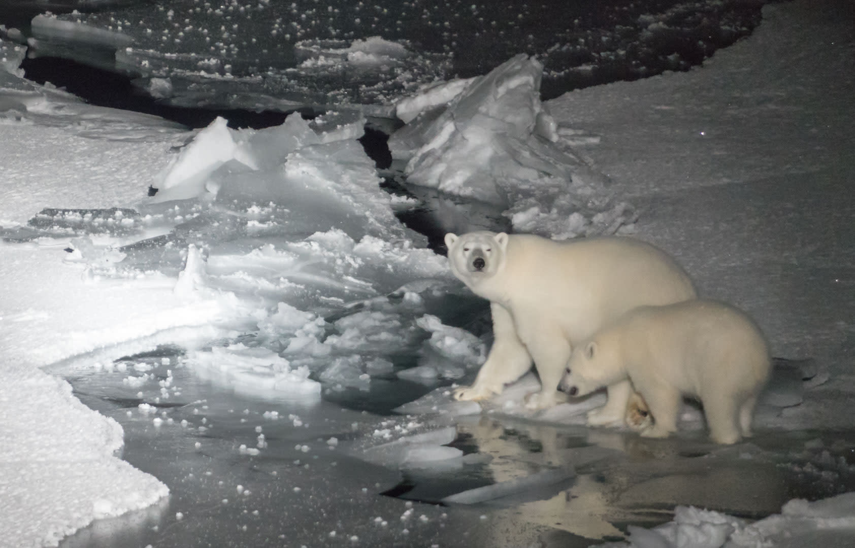 Expedition Polarstern: Eisbärin mit einjährigem Jungen überquert zerklüftetes Packeis im Scheinwerferlicht der Polarnacht.