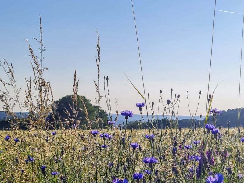Bergwanderung Hersbrucker Schweiz: Kornblumen und Wildgräser vor goldenem Getreidefeld im Hochsommer.
