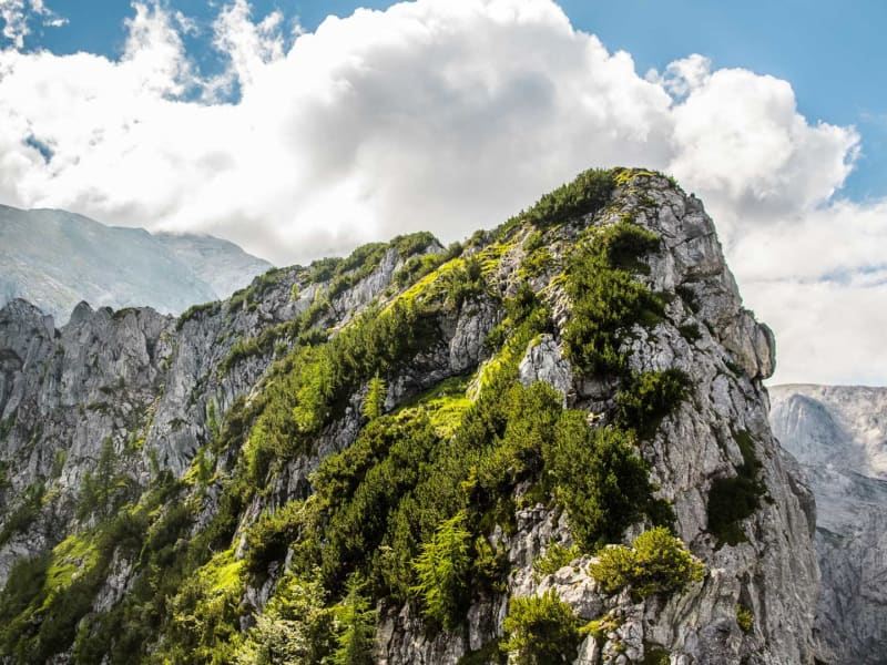 Bergwanderung am Mannlgrat Berchtesgaden: begrünter Kalkfelsgrat mit Latschenkiefern und großen Cumuluswolken im Sommer.