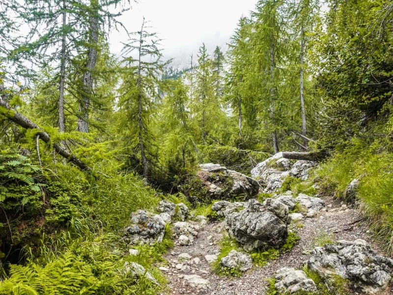 Bergwanderung kurz vor dem Vršič-Pass: steiniger Waldpfad mit Kalkblöcken und dichtem Bergmischwald in Slowenien.