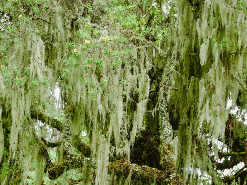 Expedition am Kilimanjaro: Bartflechten hängen in dichten Schleiern von Ästen des Bergnebelwalds.