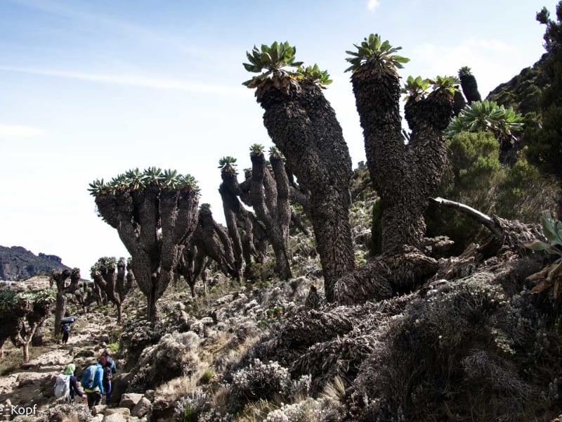 Kilimanjaro Bergtour: Zwei Wanderer steigen an säulenförmigen Riesengreiskraut-Pflanzen und Lobelien auf steinigem Hang aufwärts.