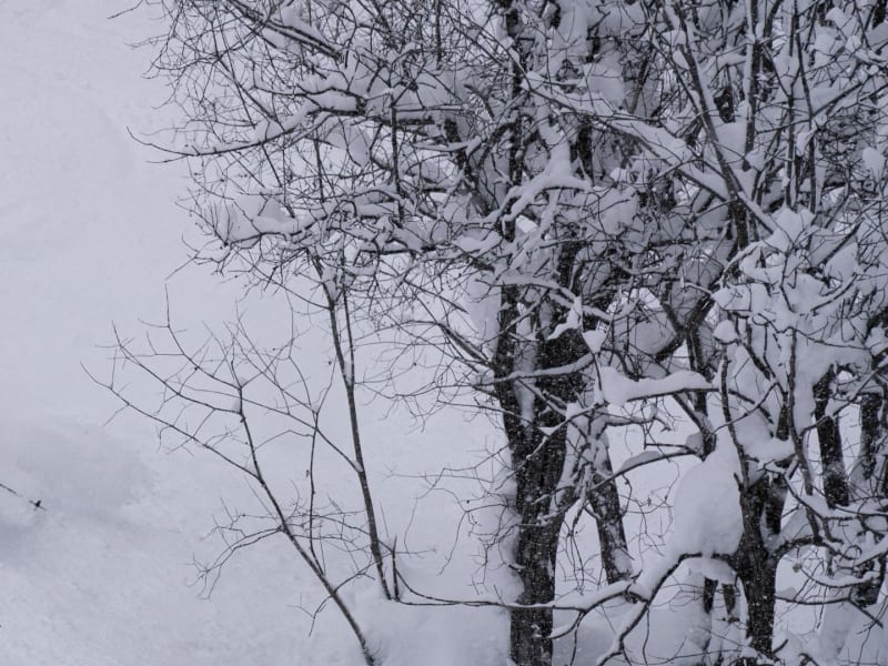Skitourengeher zieht eine Spur durch Tiefschnee an schneebedeckten Laubbäumen bei Luzhba in Sibirien.