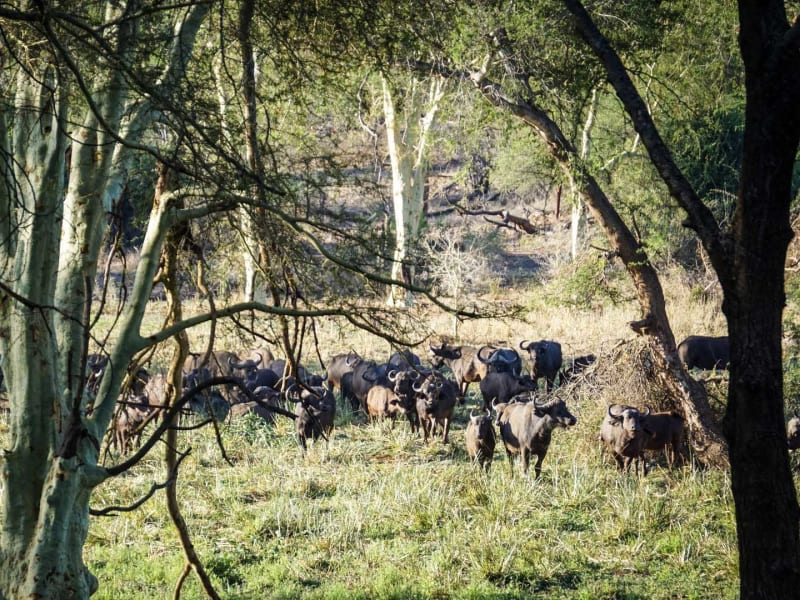 Trekking-Safari in Südafrika: Große Herde Afrikanischer Büffel durchquert eine lichte Baumsavanne mit grünem Grasboden