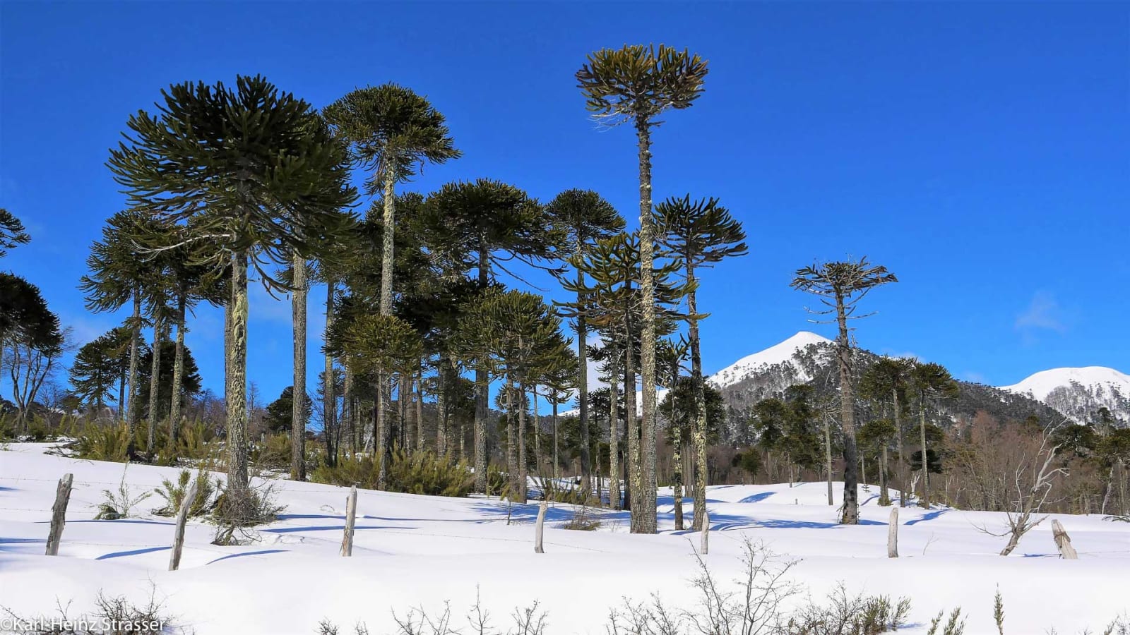 Bergtour durch Araukarienwälder: Winterlandschaft mit Araukarien, Schneedecke und kegelförmigem Gipfel.