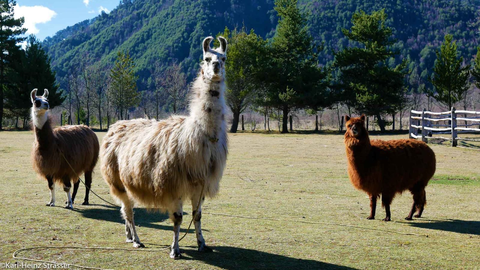 Bergtour bei der Begrüßung durch die Anwohner: zwei Lamas und ein Alpaka stehen auf einer grünen Weide