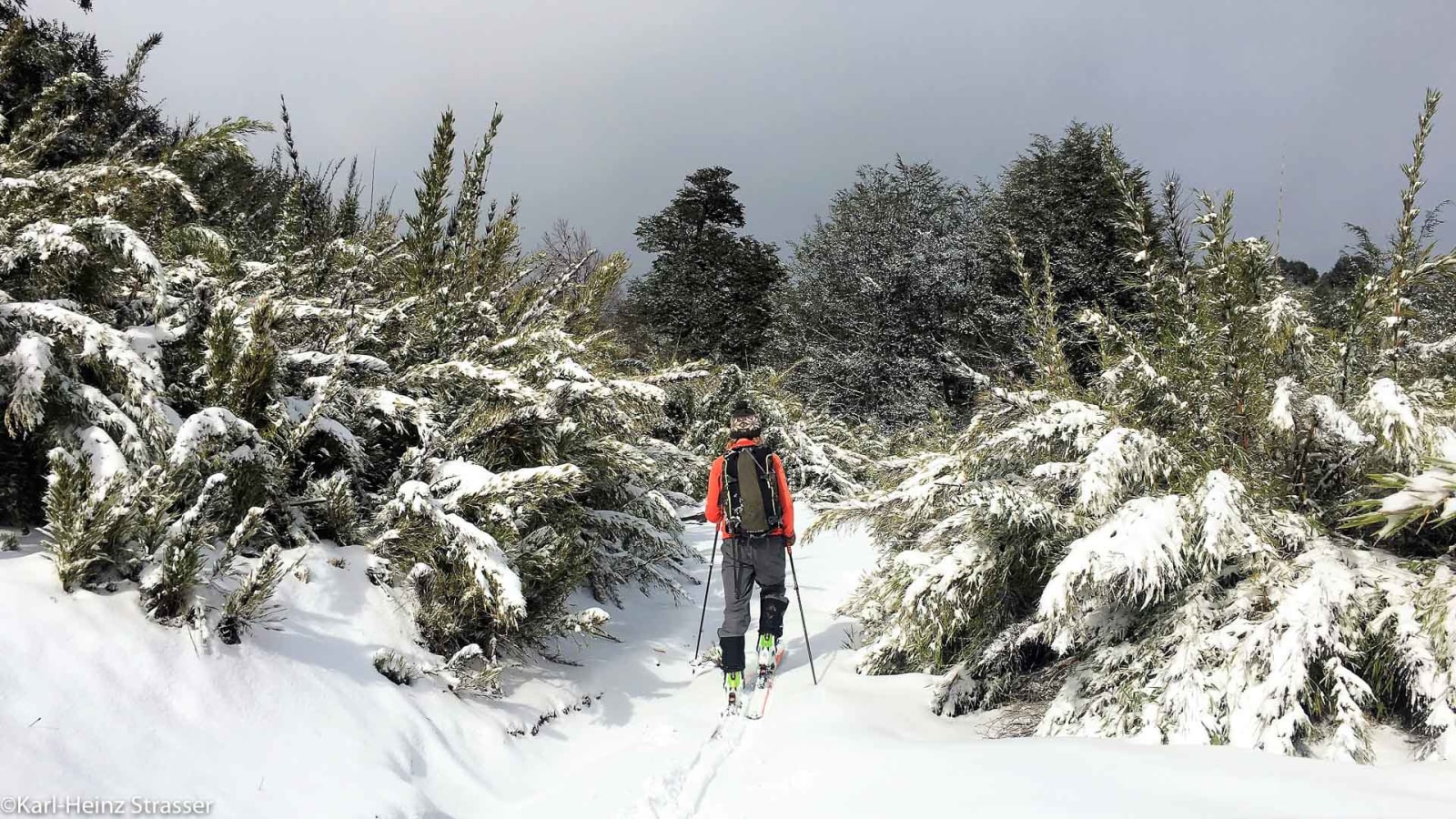Skitour im Aufstieg mit Fellen durch eine verschneite Waldlandschaft, ein Tourengeher in oranger Jacke.