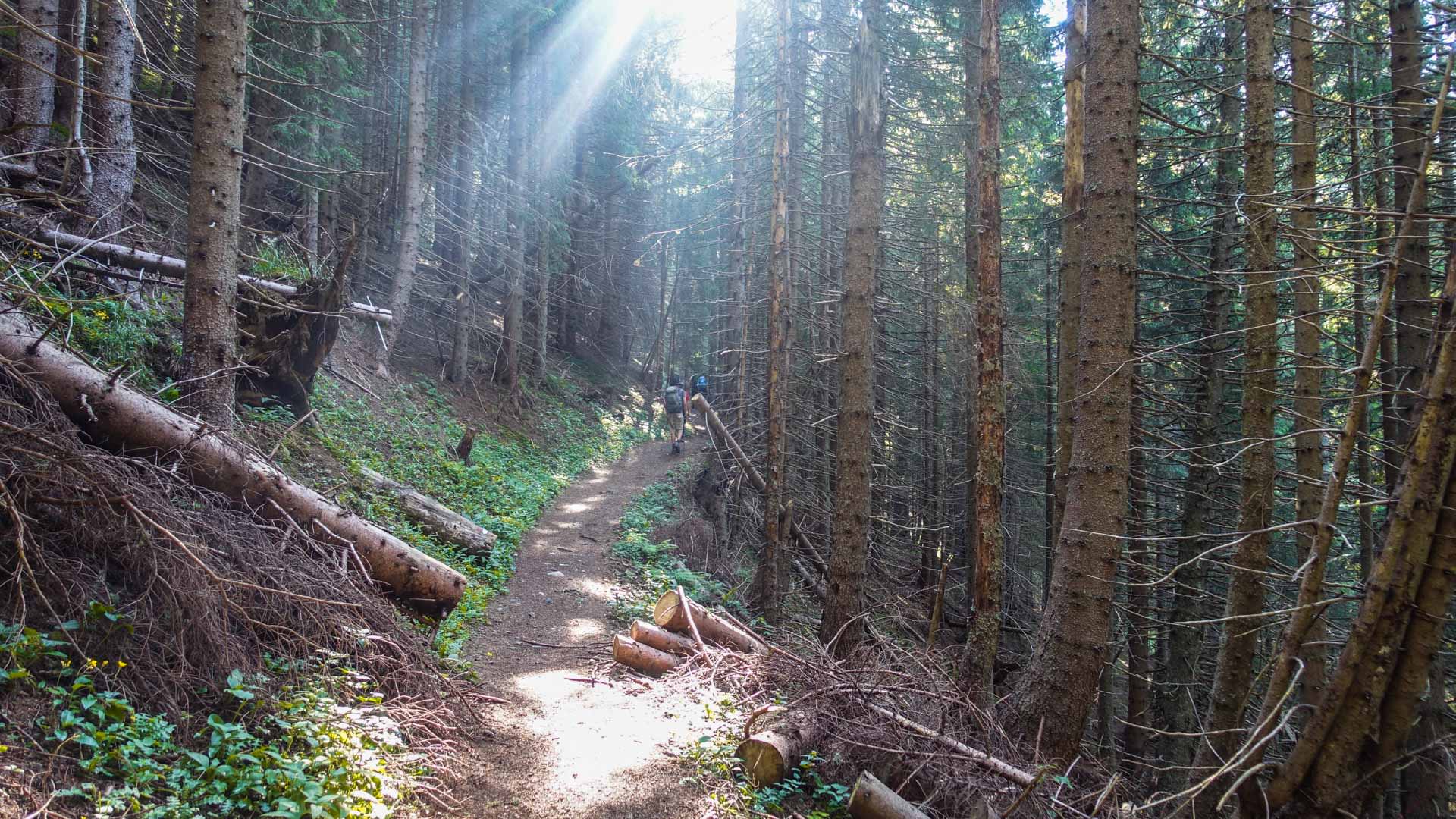 Bergwanderer mit Rucksack geht einen schmalen Waldweg im Aufstieg zum Feistritzsattel in Slowenien hinauf.