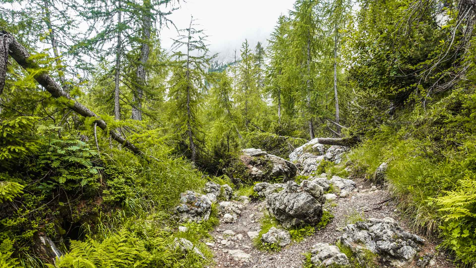 Bergwanderung kurz vor dem Vršič-Pass: steiniger Waldpfad mit Kalkblöcken und dichtem Bergmischwald in Slowenien.
