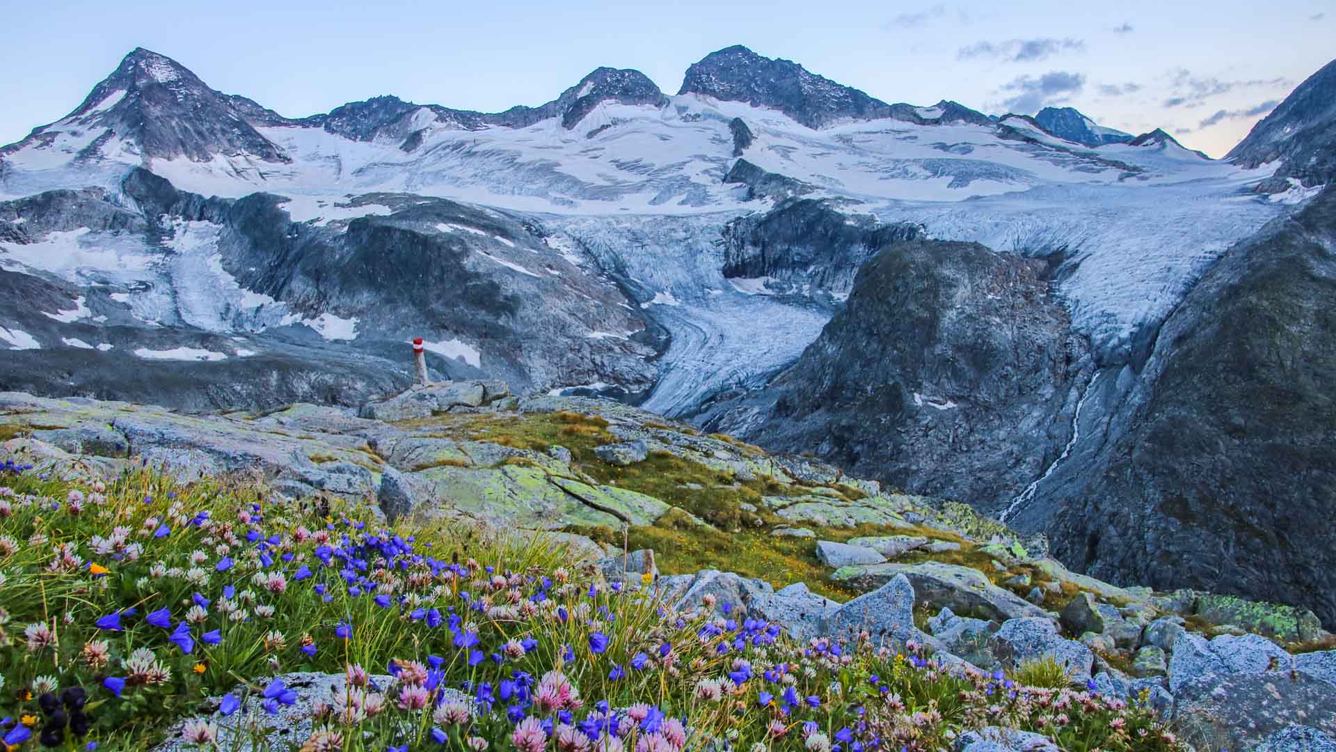 Blick über Alpenblumen auf das weite Gletscherbecken unterhalb der Gipfel des Großvenedigers in den Hohen Tauern.