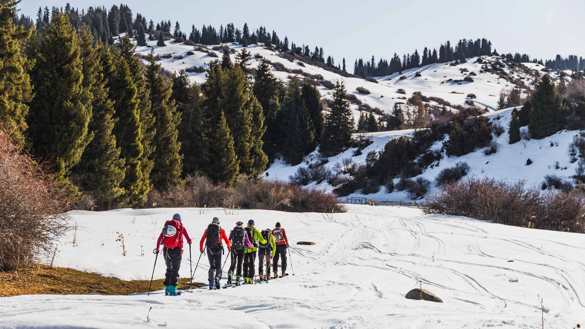 Fünf Skitourengeher steigen mit Fellen am Ski über ein offenes Schneefeld in Kirgisien in Richtung Nadelwald.