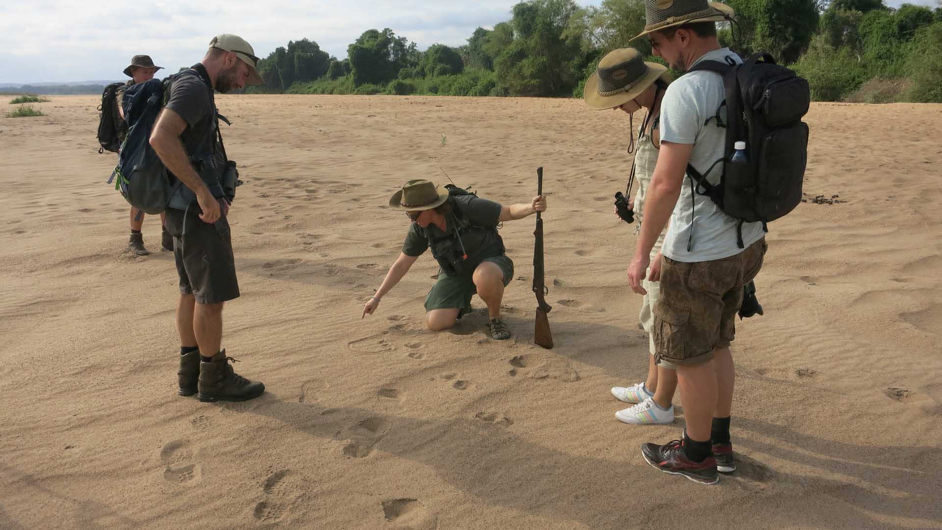 Trekking am Limpopo Flussbett: vier Trekker untersuchen gemeinsam Tierspuren auf trockener Sandfläche.