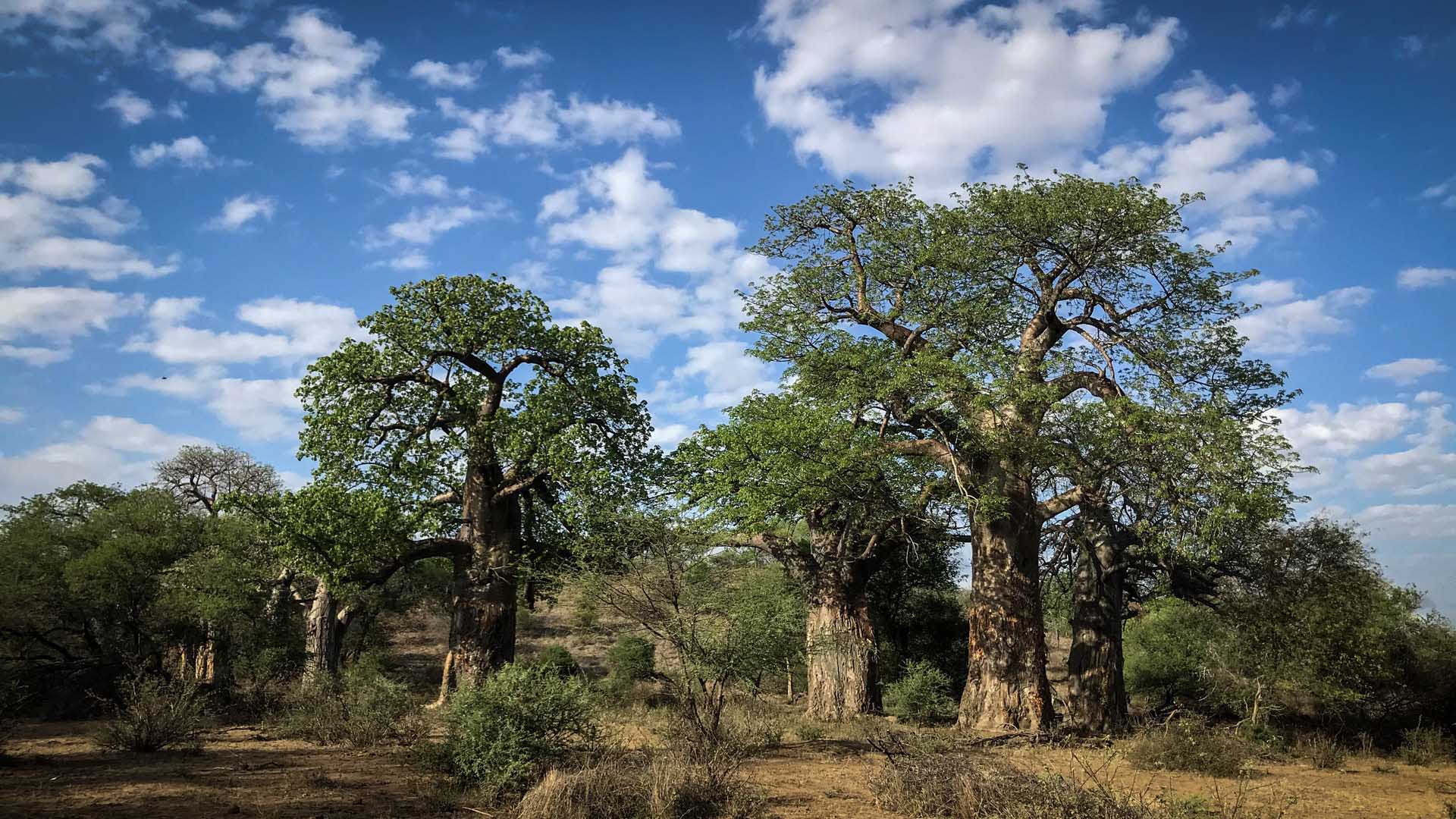 Trekking Safari in Südafrika: Mehrere Baobab-Bäume mit dicken zylindrischen Stämmen und grünem Blattwerk