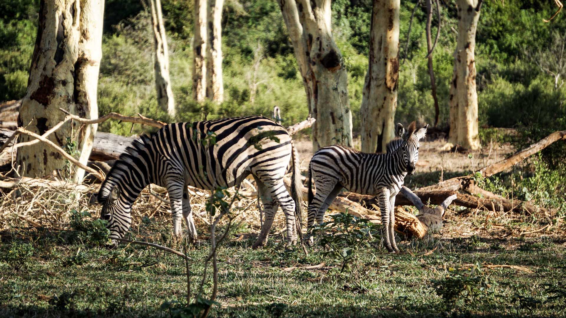 Trekking und Safari in Südafrika: zwei Zebras, darunter ein Jungtier, in lichtem Buschwald.