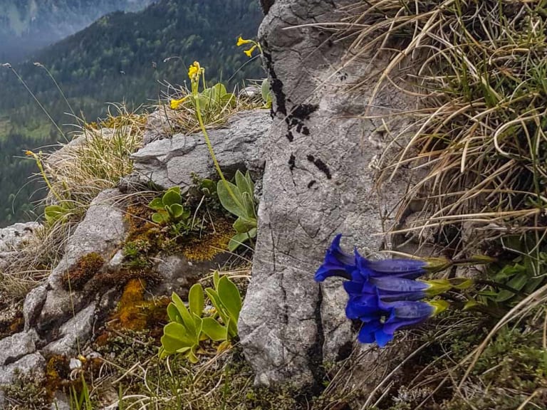 Bergwanderung in den Tegernseer Bergen: Kalkfelsen mit Enzian und gelben Blüten, Blick ins bewaldete Tal mit Bergketten.