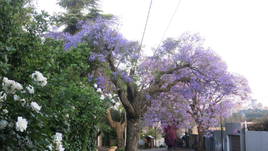 Trekking und Safari in Südafrika: Straße in Johannesburg mit blühenden Jacaranda-Bäumen in Violett entlang des Bürgersteigs.