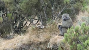 Bergtour an der Paddle Hut: Pavian sitzt auf Felsvorsprung vor trockener Bergvegetation mit Büschen.