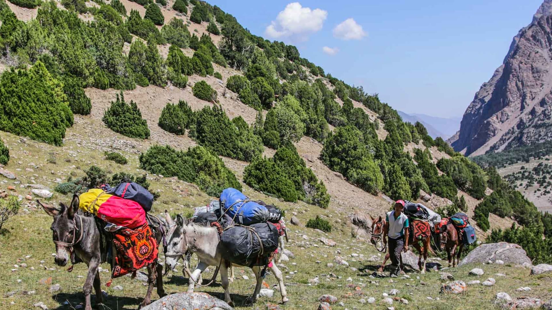 Vier bepackte Esel mit bunten Packsäcken und ein Führer auf einem Hangweg vor einer Felswand beim Trekking in Kirgistan.