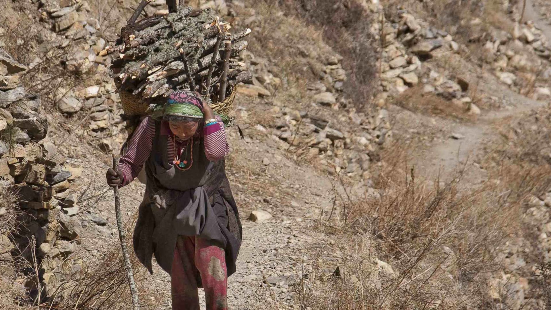 Trekking im Himalaya: ältere Nepalesin trägt einen großen geflochtenen Korb mit Brennholz auf einem kargen Bergpfad bergaufwärts.