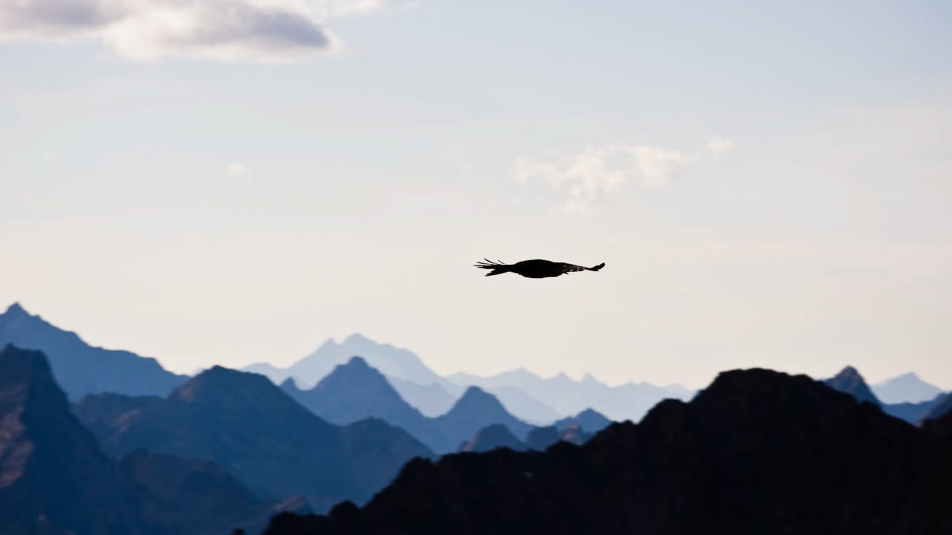 Vogel als Silhouette mit ausgebreiteten Flügeln vor gestaffelten Felsgipfeln im Stubaital – Klettersteig-Gebiet mit blauem Himmel