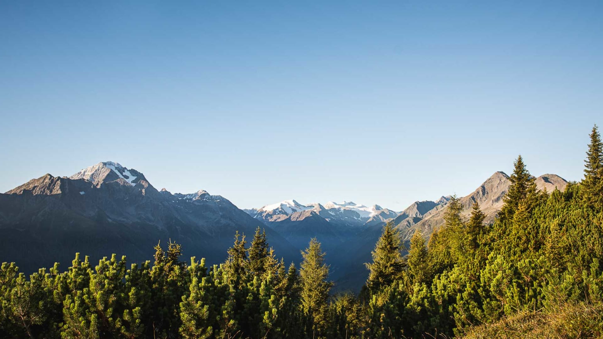Klettersteig-Landschaft Stubai: Latschenkiefern und Nadelbäume im Vordergrund, Gipfel mit Eis- und Schneefeld dahinter.