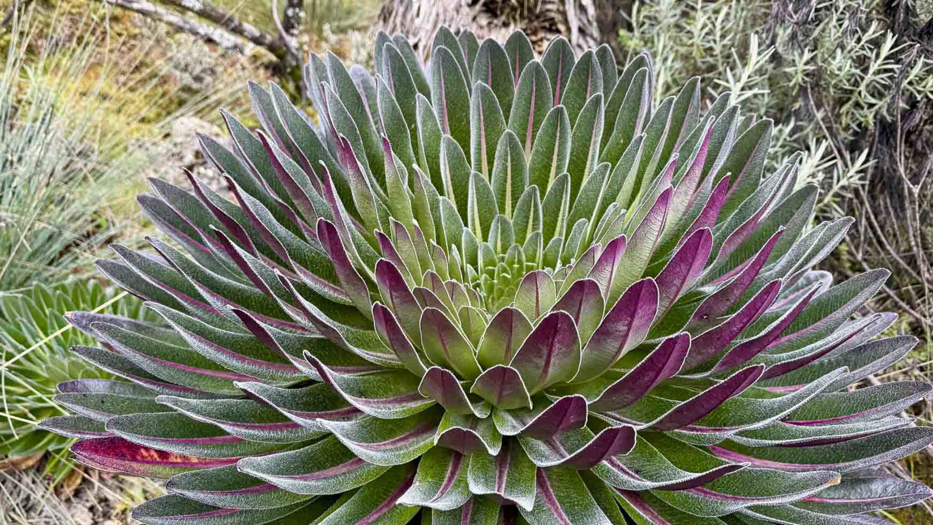 Trekking Ruwenzori: Nahaufnahme einer rosettenförmigen Bromelier-Pflanze mit purpur-violetten Blättern und grünem Zentrum.